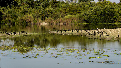 Paani Kauri or Indian Cormorants or Little Cormorants which are duck-like waterbirds known for diving to catch fish at Kaziranga National Park in Assam 1