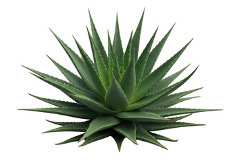 A large green aloe vera plant on transparent background
