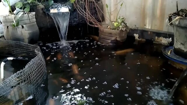 Fish pond with mini waterfall and greenery.  Gourami and tilapia move freely in the clear water
