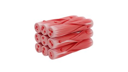 3D Muscle fibers and myofibrils on transparent background