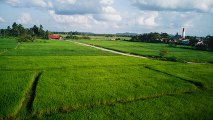 Vast Green Rice Fields in Thailand
