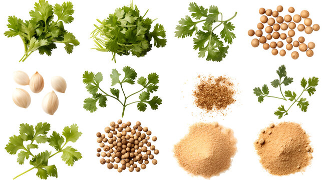 Assortment of fresh cilantro leaves whole coriander seeds and ground coriander spice presented in various stages for culinary uses