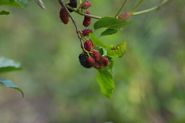 Ripe and unripe mulberries hanging on a branch among green leaves, capturing the freshness and natural abundance of a fruit garden