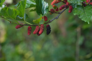 Ripe and unripe mulberries hanging on a branch among green leaves, capturing the freshness and natural abundance of a fruit garden