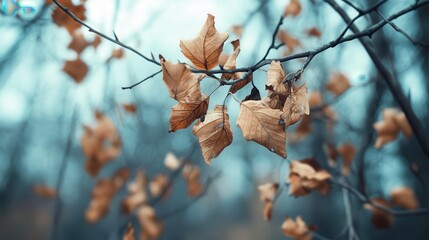 Withered brown leaves clinging stubbornly to a tree branch in the autumn season with a blurred cool background