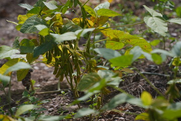 Green soybean pods growing on the plant under sunlight, showing healthy agriculture, natural growth, and crop cultivation in a farm field