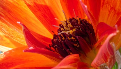 Vibrant Orange Dahlia Flower Close-Up - A Burst of Summer Color.