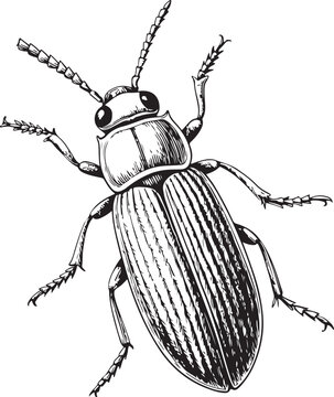 Sawtoothed grain beetle Hand-drawn Sketch Drawing Vector Illustration, Line Linear Symbol Engraving Coloring Book, Black and White Isolated
