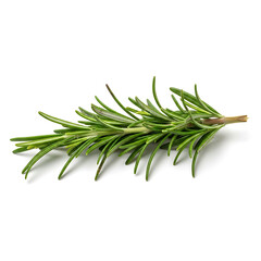 Fototapeta premium Vibrant fresh rosemary sprig offers fragrant essence for gourmet cooking and healthy ingredients