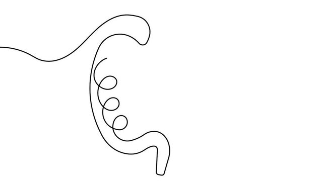 Digestive stomach linear art animation video