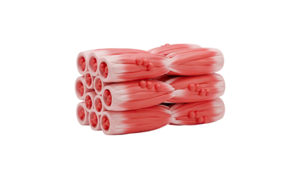 3D Muscle Fibers on transparent background