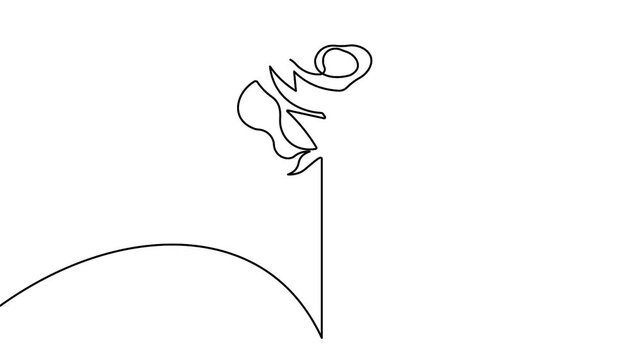 Minimal rose flower continuous line animation