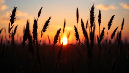 Striking black grass silhouettes against a colorful sunrise, showcasing delicate textures and a serene natural light, perfect for backgrounds,  shadow,  abstract