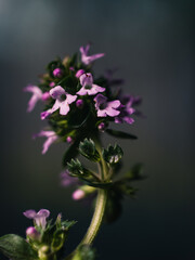 Close up of a flower