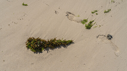 A bunch of green seaweed is thrown out of the ocean. There are bare footprints in the wet sand...