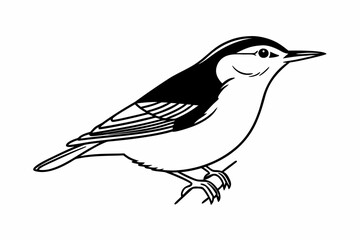 Obraz premium Elegant Nuthatch Bird Line Art Illustration