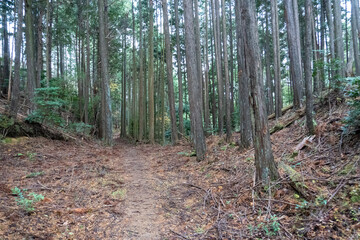 Fototapeta premium Kyoto Trail and surrounding area scenery