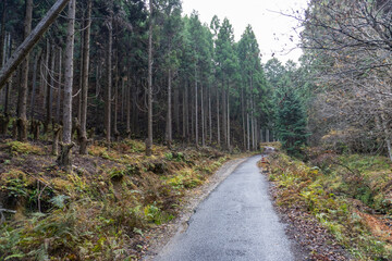 Kyoto Trail and surrounding area scenery