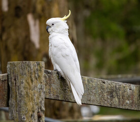 sulphur crested cockatoo on fence © Julie