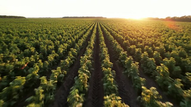 Row crops extend toward a distant horizon at sunset