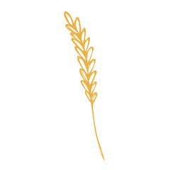 Hand drawn cereal wheat oat rye barley rice ears spikelet clipart Organic wheat bread agriculture farming harvest healthy food Single element for print packaging label design decor