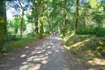 나무, 길거리, 네이처, 경로, 경관, 공원, green, 여름, 봄, 나뭇잎, 길, 걷다, 국가, 목초, 레인, 골목, 여행, 가을, 산책로, 단풍, 농촌