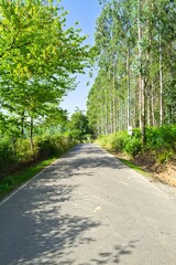 나무, 길거리, 경로, 네이처, green, 경관, 여름, 봄, 국가, 나뭇잎, 목초, 공원, 농촌, 길, 걷다, 가을, 아웃도어, 보도, 산책로, 골목, 통로