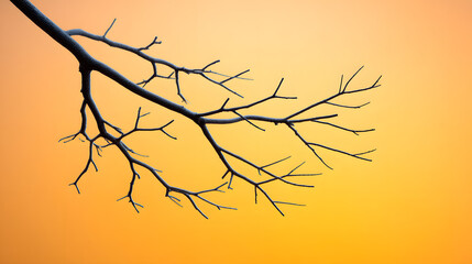 a bare tree branch against a gradient orange backdrop, capturing the essence of minimalism. It's a study in form, light, and texture