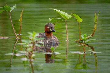 Little Grebe - Tachybaptus ruficollis, small beautiful fresh water bird native to the fresh waters of Europe and Asian, Vietnam.