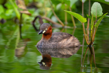 Little Grebe - Tachybaptus ruficollis, small beautiful fresh water bird native to the fresh waters of Europe and Asian, Vietnam.