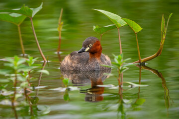 Little Grebe - Tachybaptus ruficollis, small beautiful fresh water bird native to the fresh waters of Europe and Asian, Vietnam.