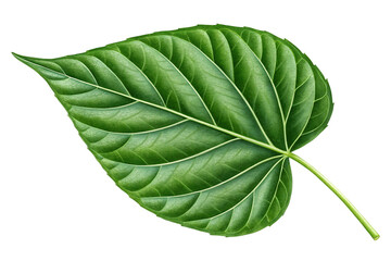 Obraz premium Green Leaf Isolated on Transparent Background