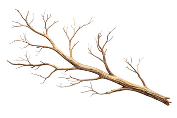 Fototapeta premium Isolated Dry Tree Branch on Transparent Background