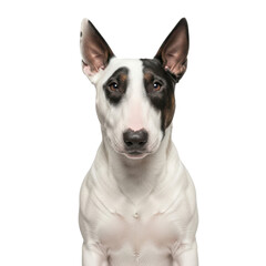Portrait of a bull terrier isolated on transparent background