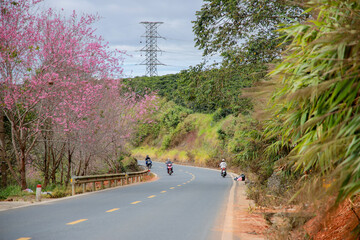 Cherry blossoms bloom on the tea hills.