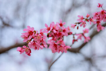 Cherry blossoms bloom on the tea hills.