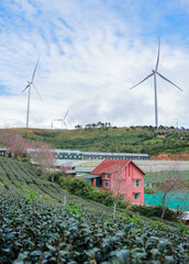 Cherry blossoms bloom on the tea hills.