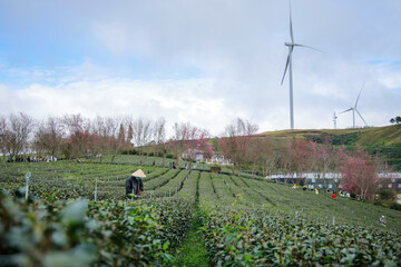 Cherry blossoms bloom on the tea hills.