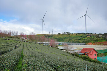 Cherry blossoms bloom on the tea hills.
