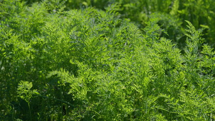 Vibrant and Lush Green carrots Vegetation Growing Beautifully Under Bright Sunlight Rays
