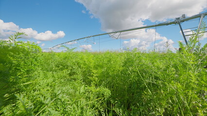 A breathtakingly beautiful Lush Green carrots Crop Field stretching under a clear Blue Sky above