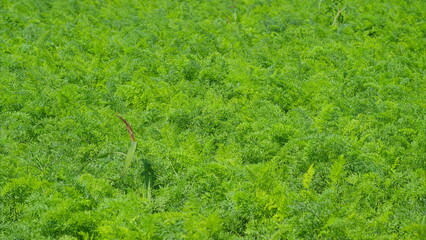 Lush and Expansive Green Field with Vibrant and Diverse Foliage Flourishing Within