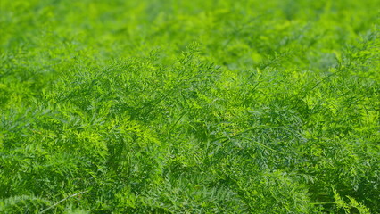 Lush, vibrant green Carrot vegetation in a vast field during bright, warm daylight hours
