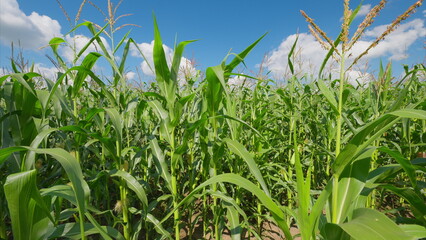 Fototapeta premium A Lush Green Cornfield Thriving Under a Bright, Clear Sky Full of Fluffy Clouds Above