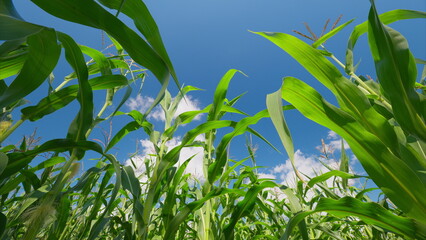 A Beautiful, Lush Cornfield Under a Clear and Bright Blue Sky on a Warm Summer Day