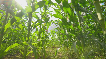 A vibrant cornfield thriving under warm sunlight, showcasing the serenity of nature