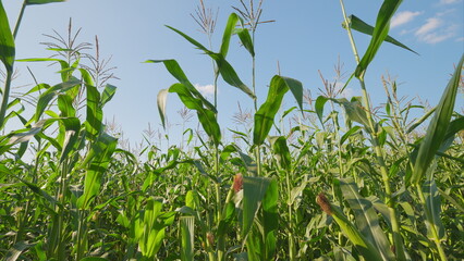 Vibrant Crops Flourishing Under a Brilliant Blue Sky A Beautiful Agricultural View