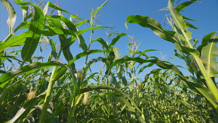A Beautiful and Vibrant Cornfield Lies Beneath a Clear and Bright Blue Sky Up Above