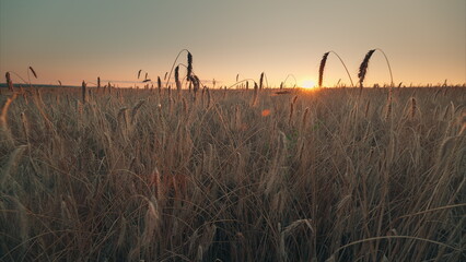 A Golden Sunrise Envelops a Serene Field of Lush Tall Grass, Inviting Calm and Beauty