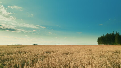 Fototapeta premium A breathtaking golden field filled with flourishing trees sits beautifully under a clear blue sky